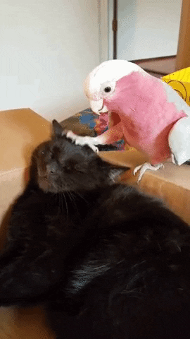 marie-adelecopin giphyupload GIF