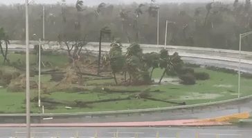 Hurricane Maria Downs Trees, Power Lines in Puerto Rico