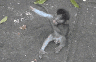 wgonzales3 giphyupload GIF
