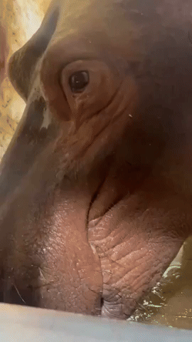 Fiona the Hippo Now Too Large to Greet Zoo Staff Through Enclosure Window