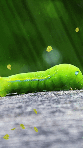 woodenboxlwp giphyupload worm caterpillar larvae GIF