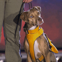 Live Pd Dog GIF by A&E