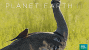planet earth 2 bird GIF by BBC Earth