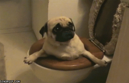 puppy toilet GIF