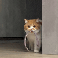 Cat Kitty GIF
