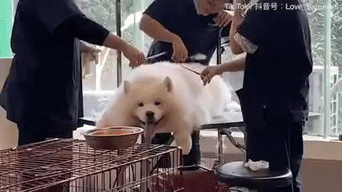 cuteanimalland giphyupload GIF