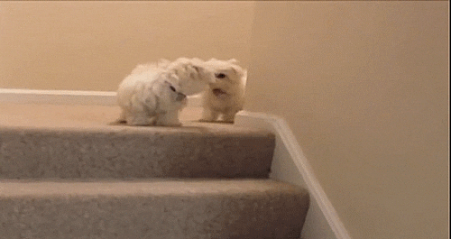 stairs deal with it GIF