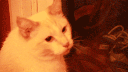 cat kitty GIF