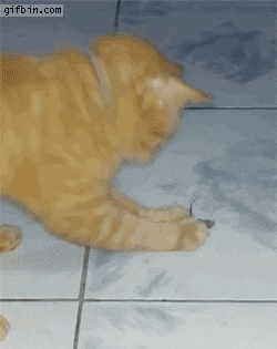 dead mouse GIF