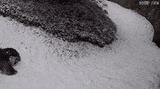 FOX5DC tired sleepy panda sliding GIF