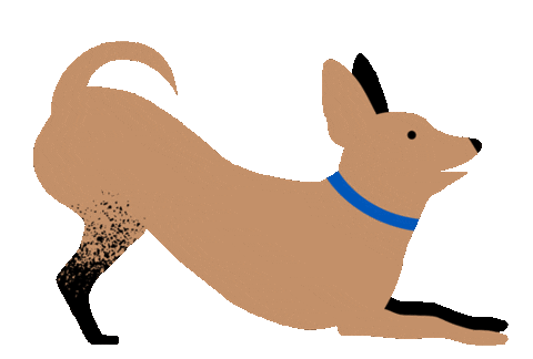 Pet_Plate giphyupload dog doggo chihuahua Sticker