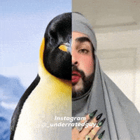Penguin Usa GIF