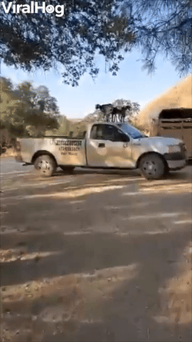 Baby Goats Dance on Top of Truck