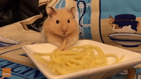Nook the Hamster Just Loves to Eat Spaghetti