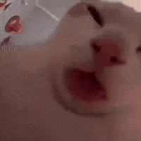 Cat Kitty GIF