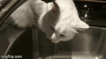 water drinking GIF