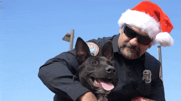 Christmas Dogs GIF by Storyful