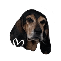 Basset Hound Love Sticker