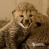 Sassy Cheetah GIF by San Diego Zoo Wildlife Alliance
