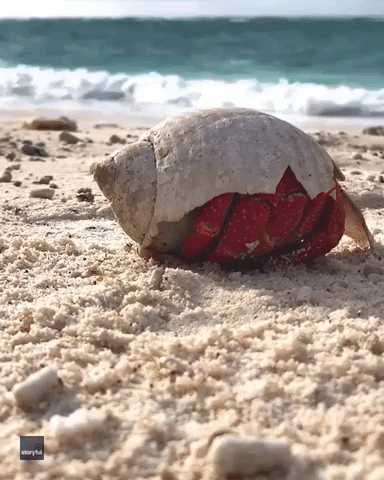 Strawberry Hermit Crab Awakes on Island off Great Barrier Reef