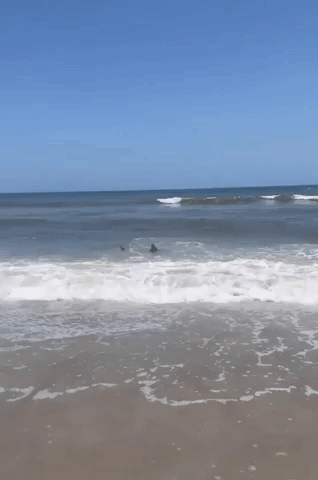 Sharks Spotted in Shallows at Florida Beach