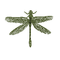 Illustration Dragonfly Sticker