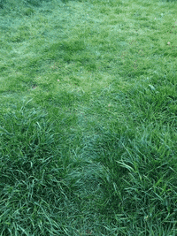 Sleepy Sausage Dog GIF
