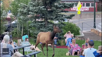 Music-Loving Elk Walks Toward Musician During Performance in Colorado
