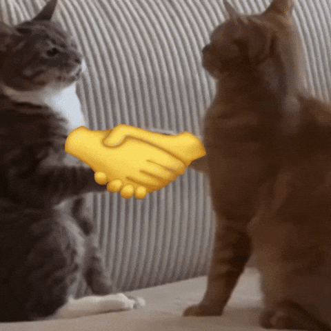 Handshake Cat Reaction GIF
