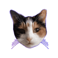 Cat Sticker by Hero Social