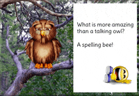 Owl GIF