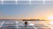 Sharks Jaws GIF by Shark Week