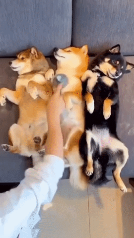 valeriacamilagarciaestrada  GIF