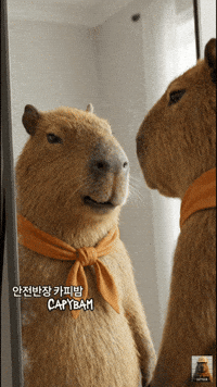 Pig Body GIF