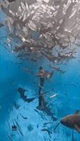 Diver Surrounded by Aquatic Species in Maldives Waters