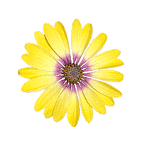 Daisy Flower Hearts Sticker