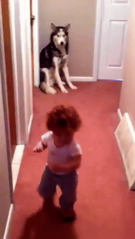 cuteanimalland giphyupload GIF