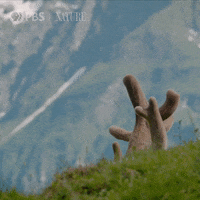 Pbs Nature Animales GIF by Nature on PBS