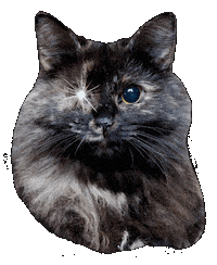 Cat Sticker