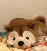Just Show Me Cute Stuff GIF by giphydiscovery