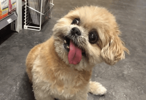 Dog Tongue GIF