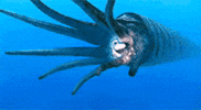 Bbc Ocean GIF