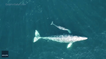 Baby Gray Whale Accompanies Mother on Migration Off California Coast