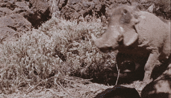 pig lol GIF by Chipotle Mexican Grill