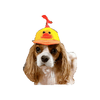 Dogs Love Sticker