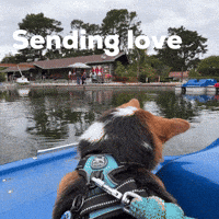 Dog Corgi GIF