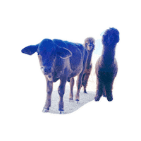 Cow Sticker by All Seated in a Barn