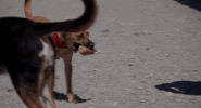 stellas last weekend GIF by The Orchard Films