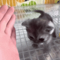 True Love Kitten GIF by Respective