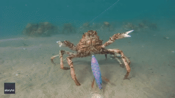 Diver Helps Spider Crab Tangled in Fishing Line Off Victoria Coast